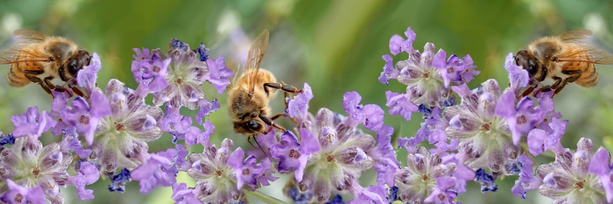 Violette Blumen mit einer Biene