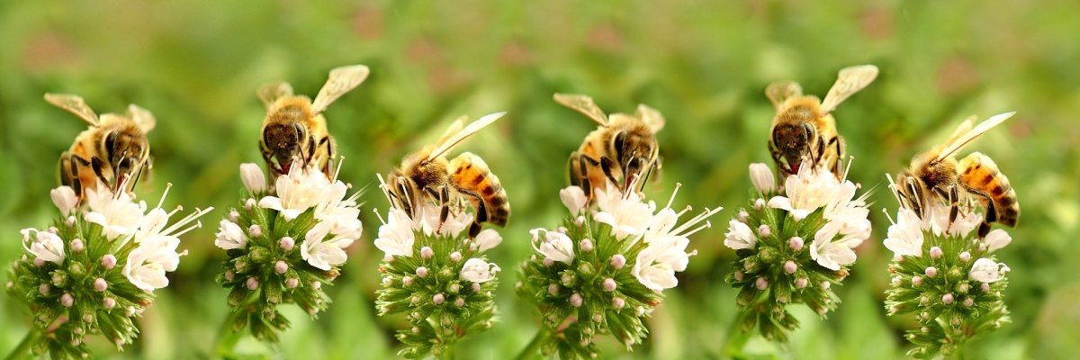 Viele Blumen mit Bienen