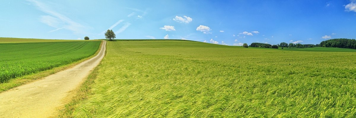 Feld Feld mit Weg